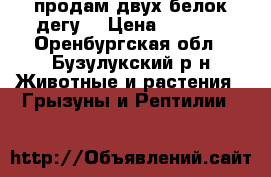 продам двух белок дегу  › Цена ­ 1 000 - Оренбургская обл., Бузулукский р-н Животные и растения » Грызуны и Рептилии   